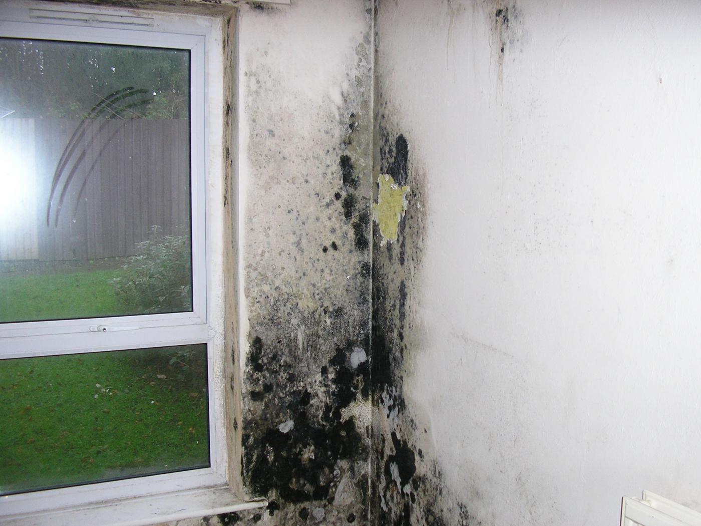 Fighting Mould and Damp with the Experts Painting and Decorating News